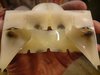 DSC01113.jpg