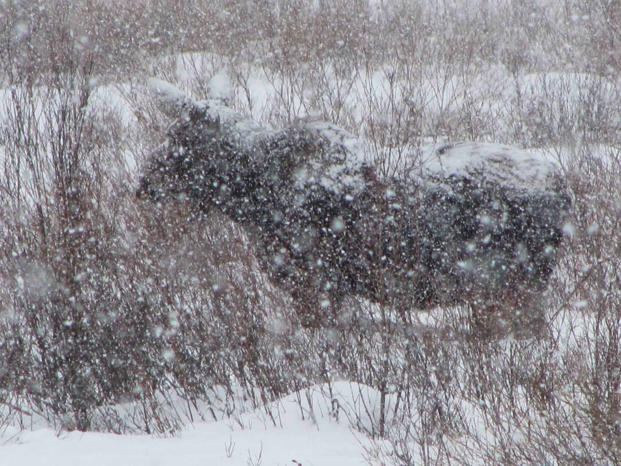 YellowStone lg_kopia